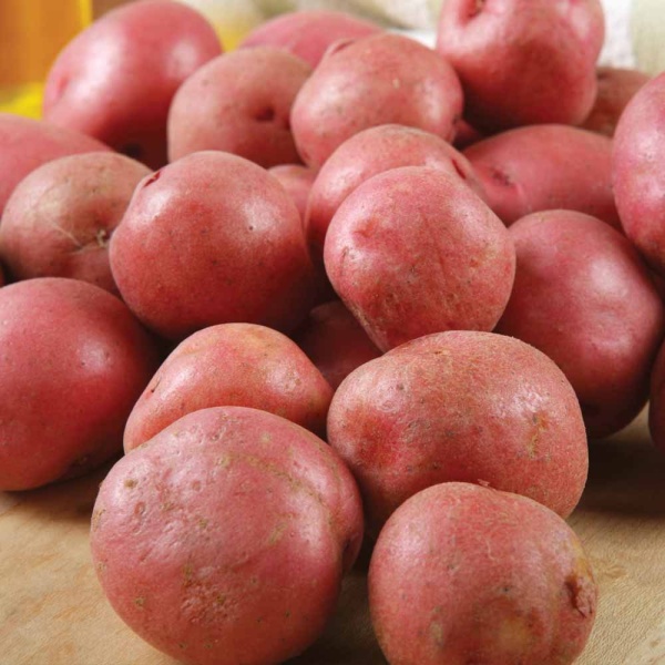 Setanta potatoes 10kg